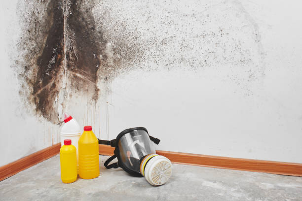 Best Fast Mold Removal  in Fowler, CA
