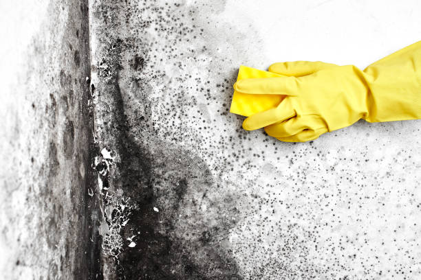 Best Fast Mold Removal  in Fowler, CA