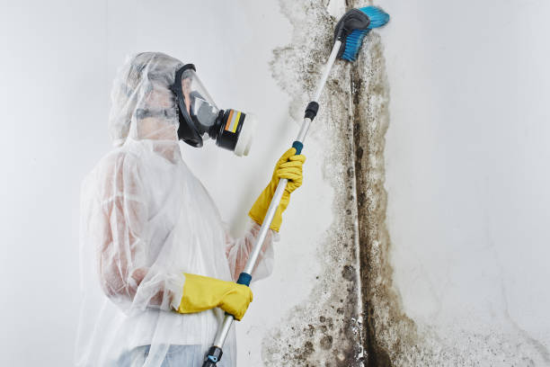Mold Removal and Inspection in Fowler, CA