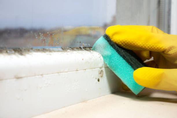 Professional Mold Removal in Fowler, CA