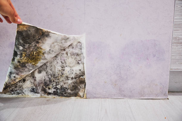 Best Home Mold Removal  in Fowler, CA